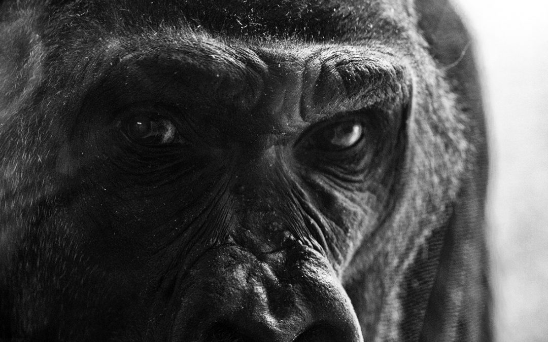 close up photo of a gorilla's eyes